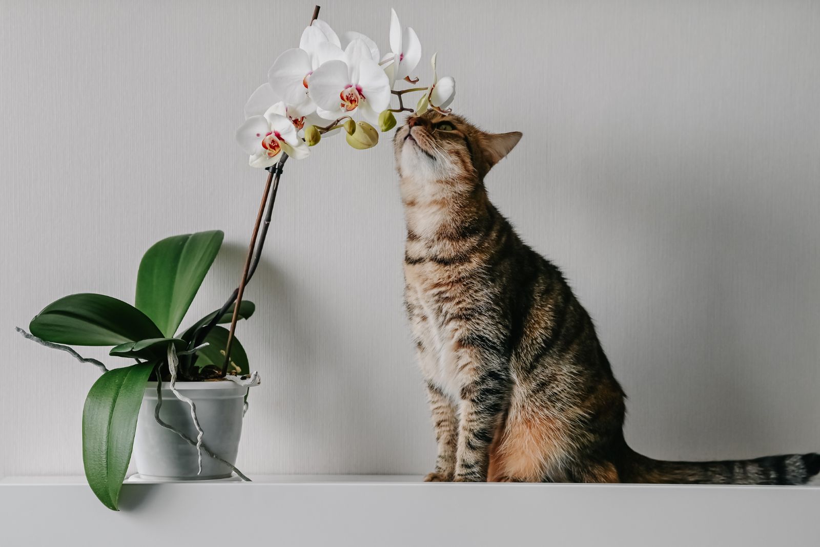 the cat smells an orchid