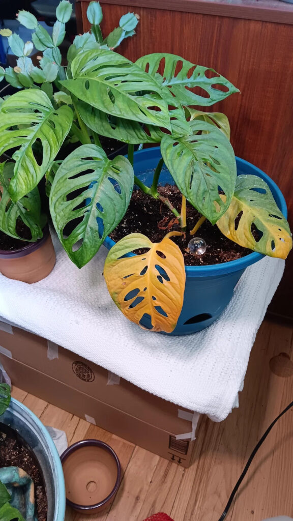 the flowers in the pot started to turn yellow