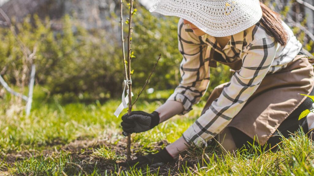 the woman transplants the cherry tree