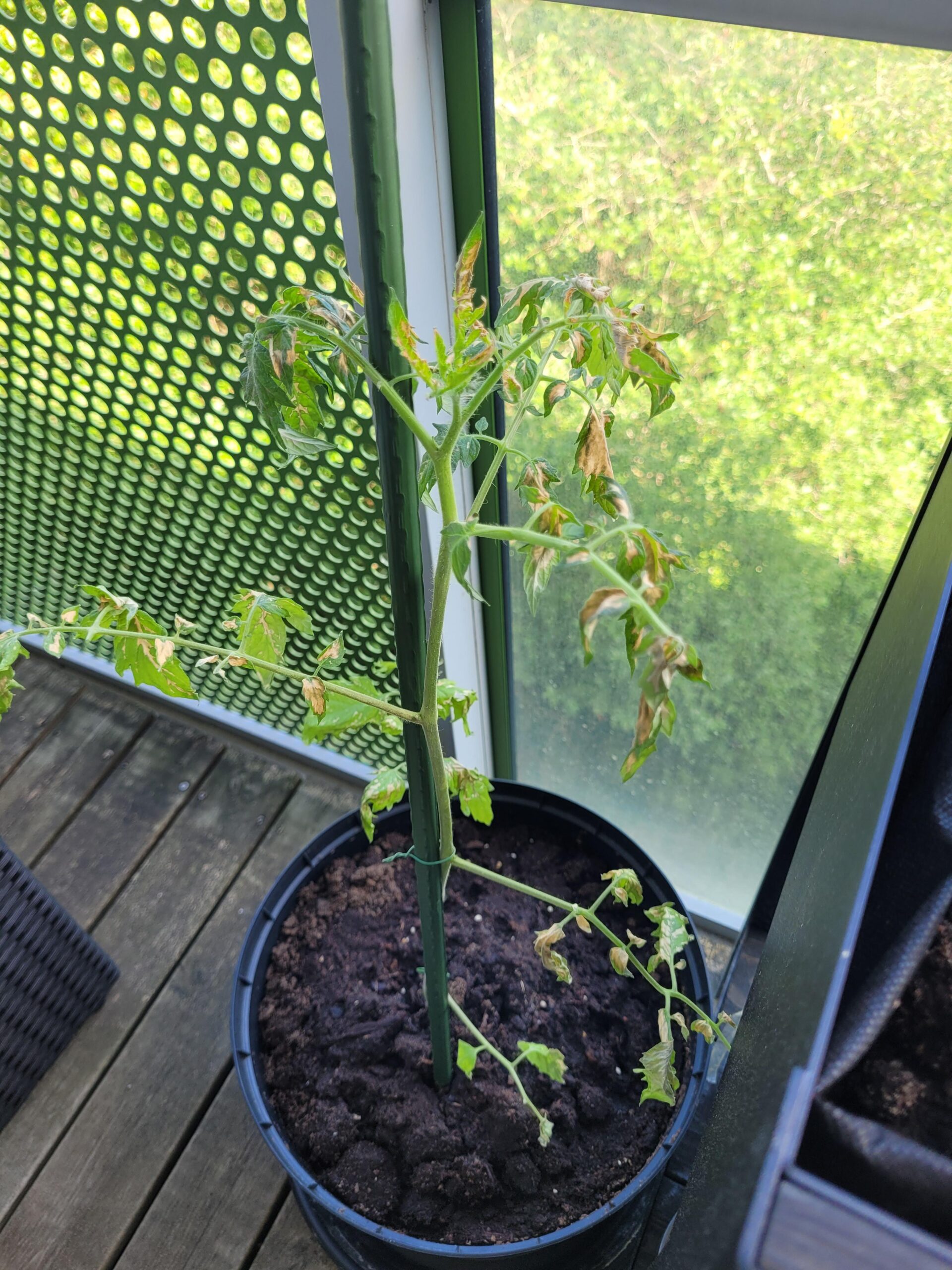 tomato plant dying