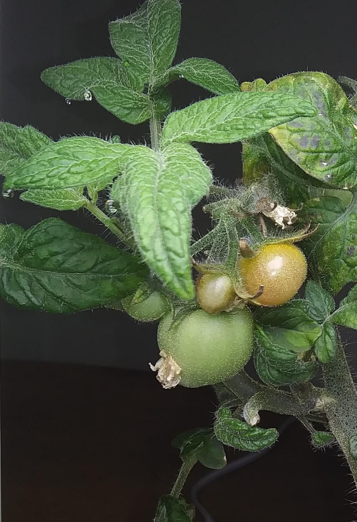 tomato plant