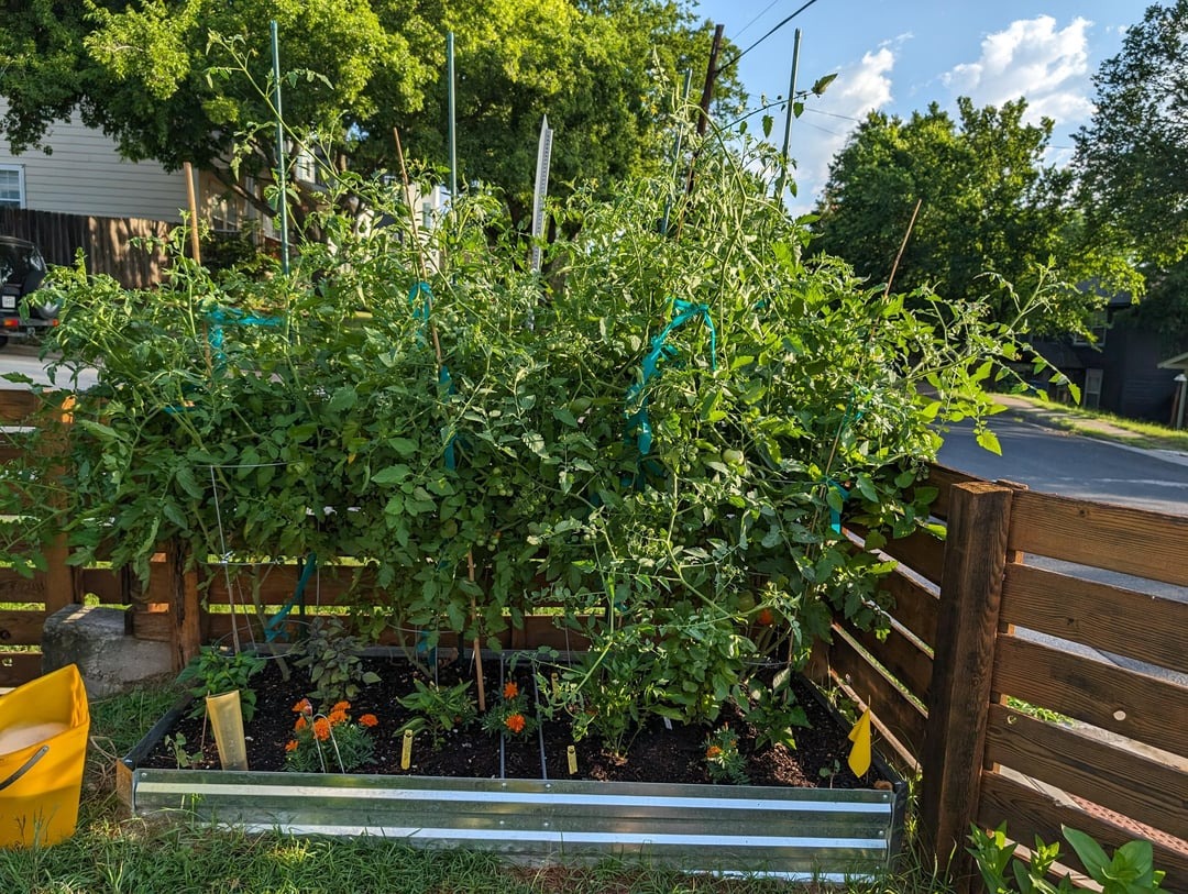 tomatoes in garden