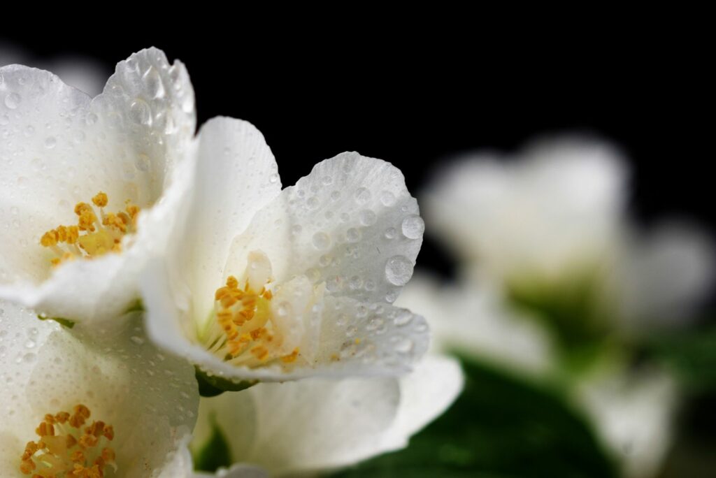 watered jasmine