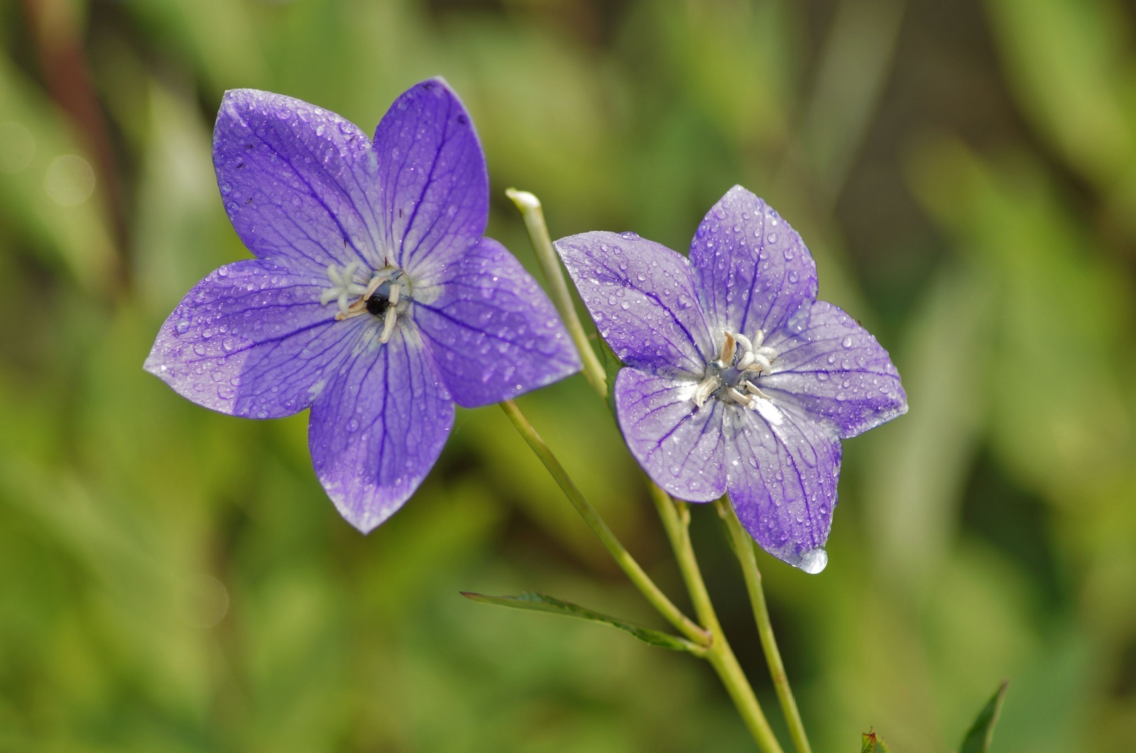 watering balloon flowers