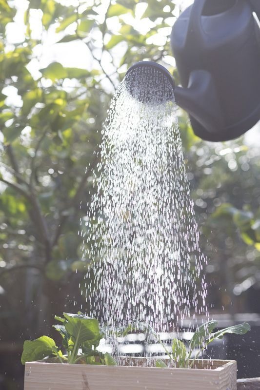 watering plants