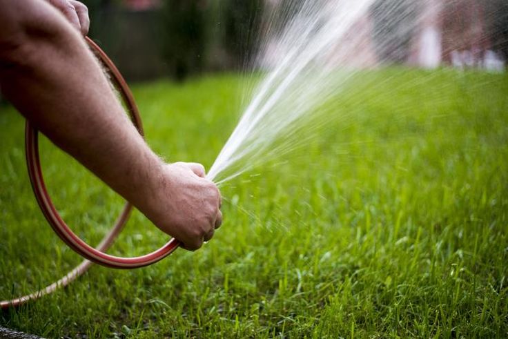 watering the lawn