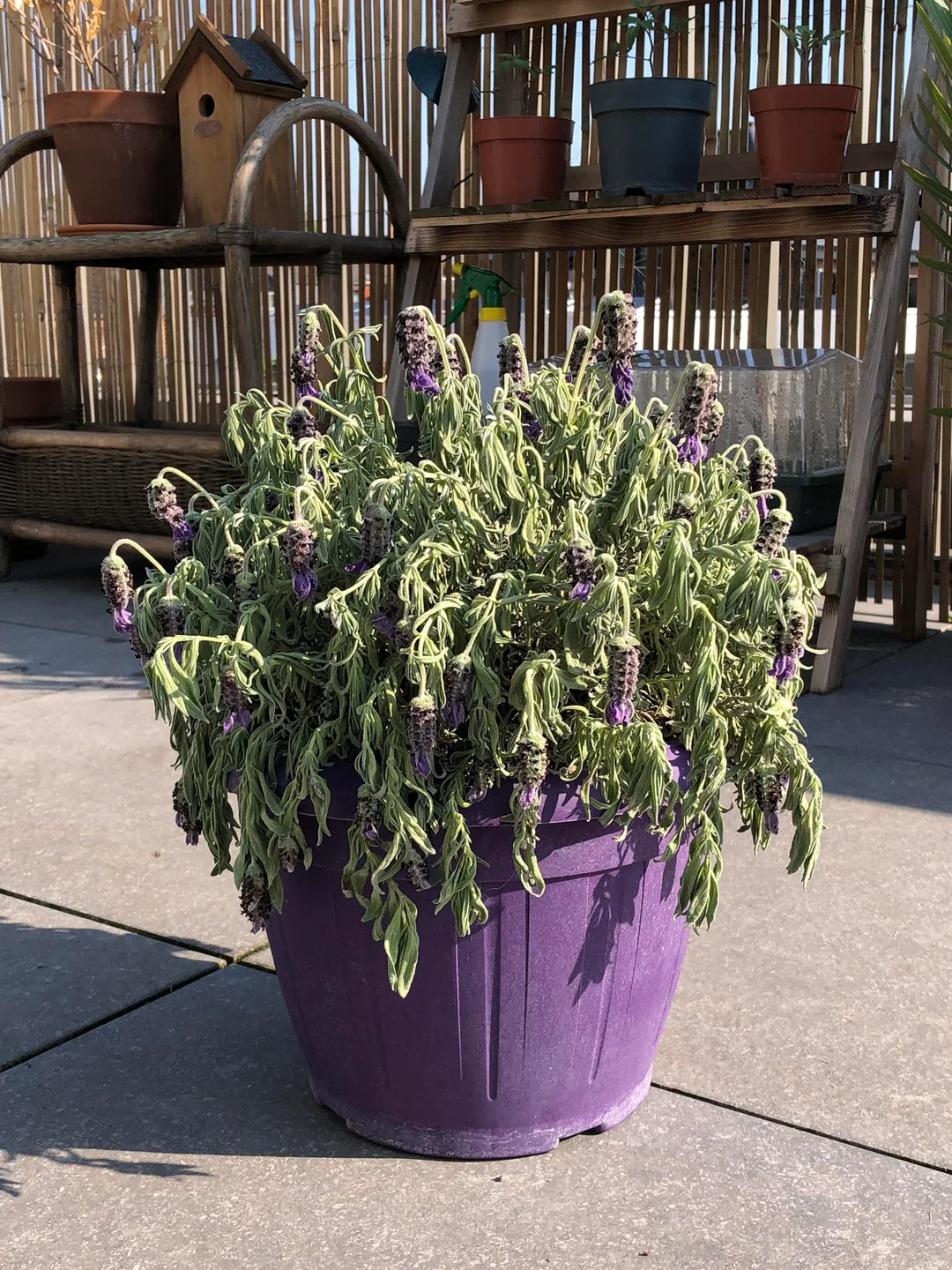 wilted lavender plant