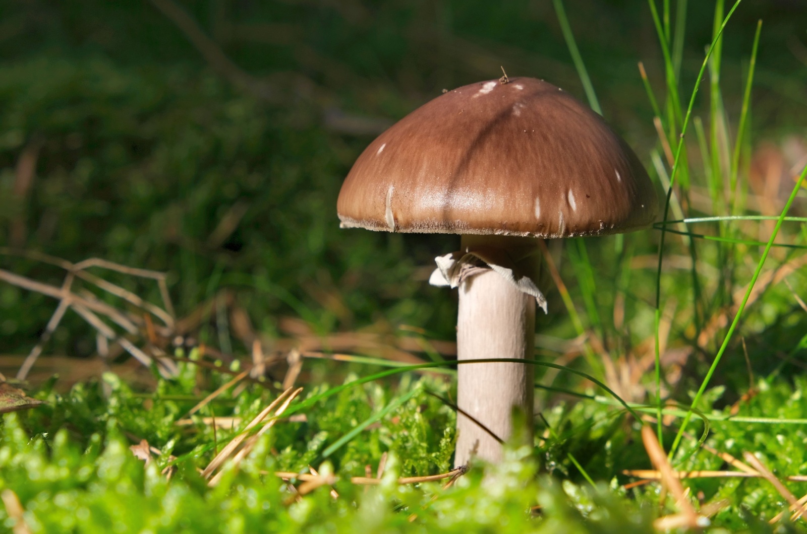 wine cap mushroom