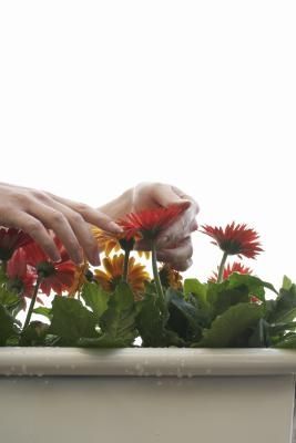 woman touching the flowers