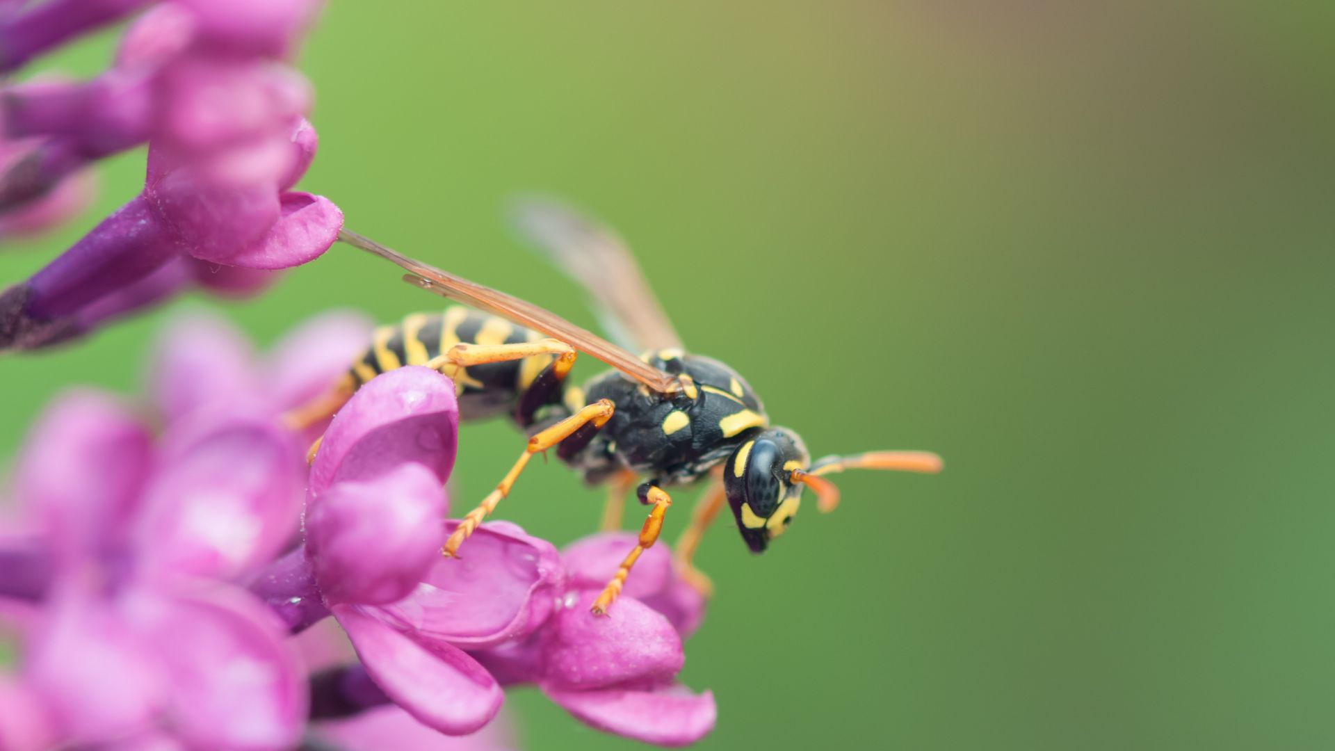 wasp on a flower