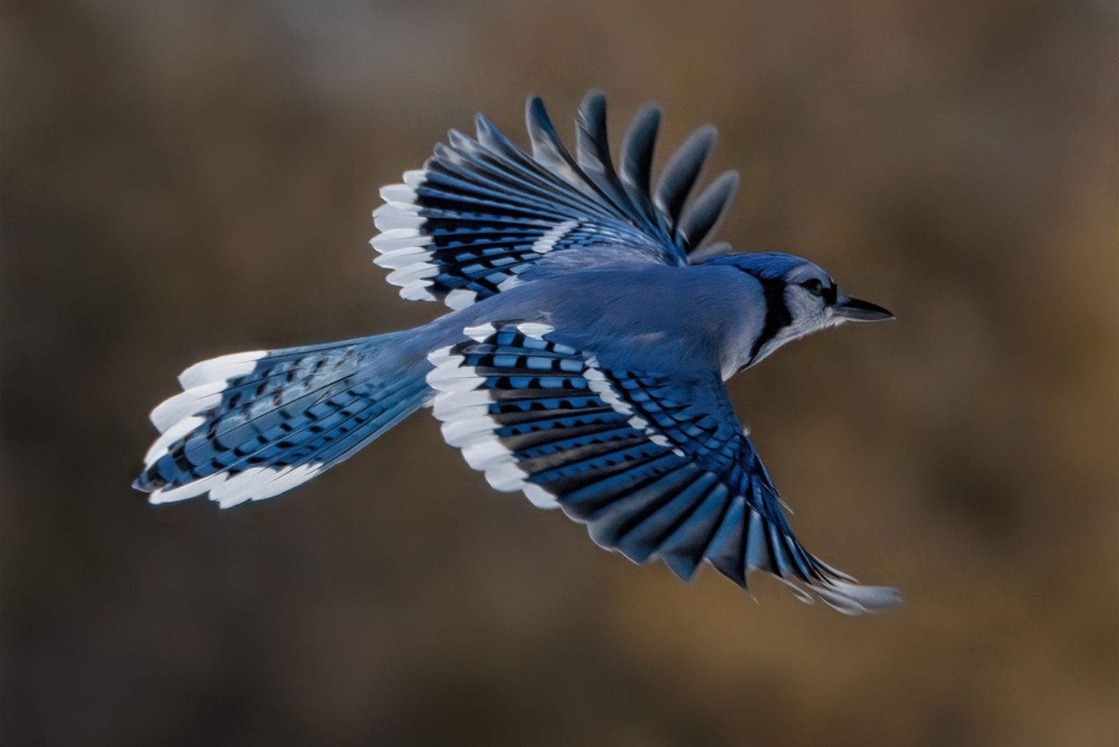 A Blue Jay