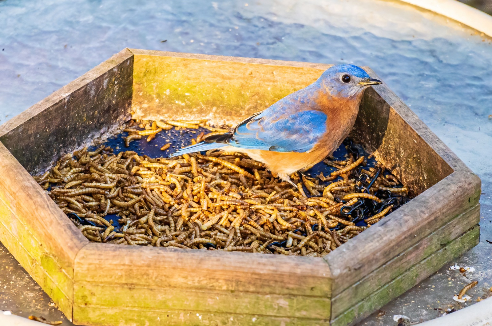 A Male Eastern Bluebird