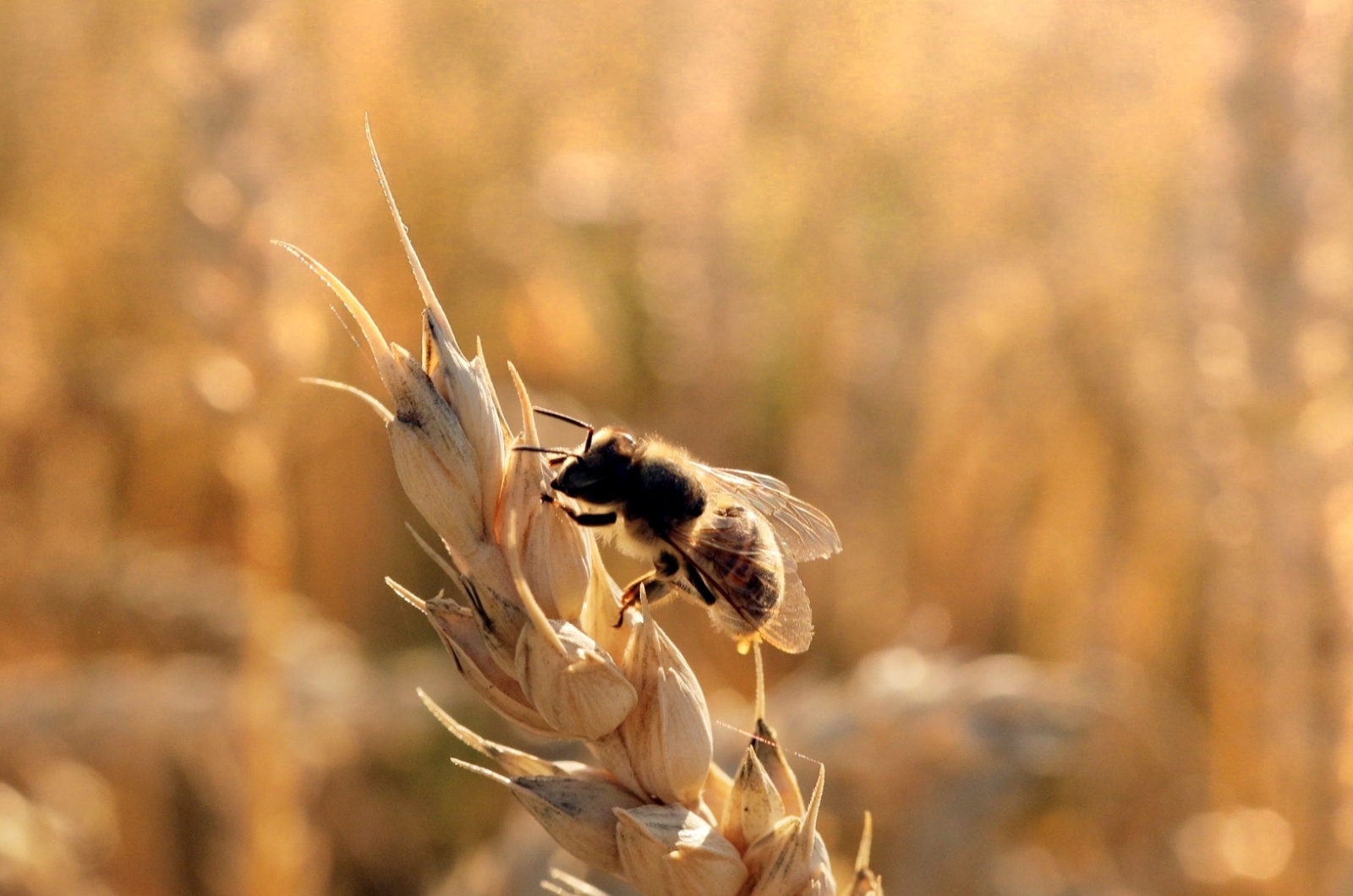 A honey bee sits on a ripe ear of wheat