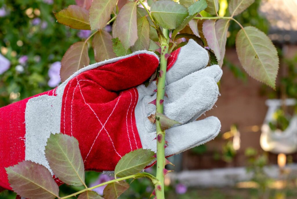 A man with a protective glove holds a cut branch of a rose with thorns