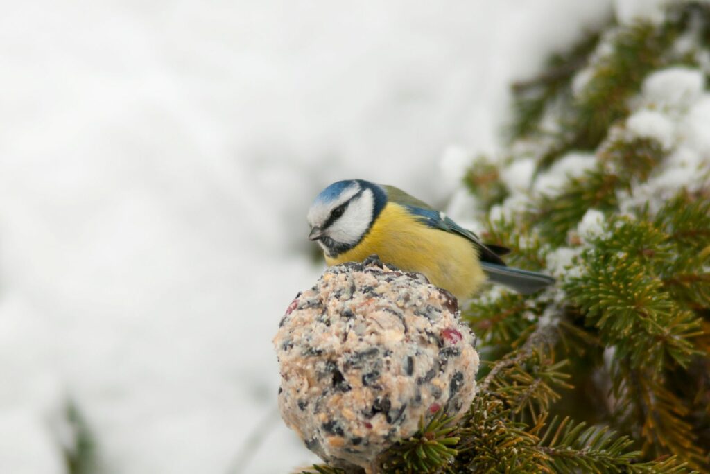 A wonderful and colorful Blue tit perching on a pine branch eating suet bird cake