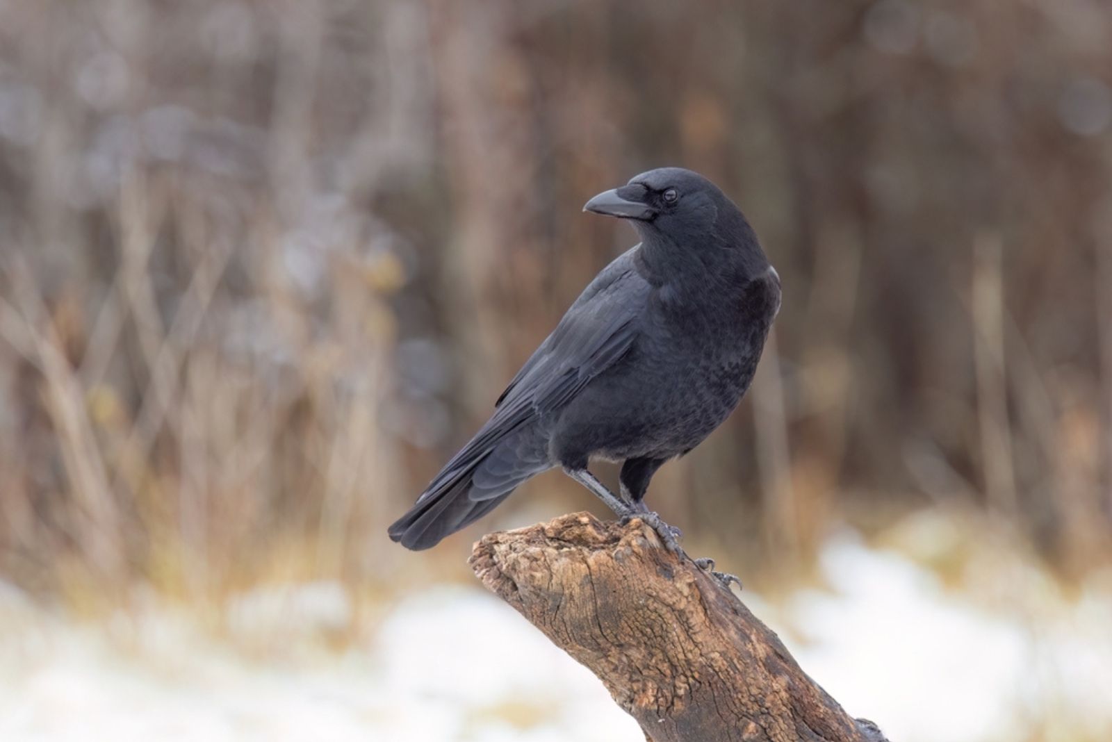 American Crow perched on a branch