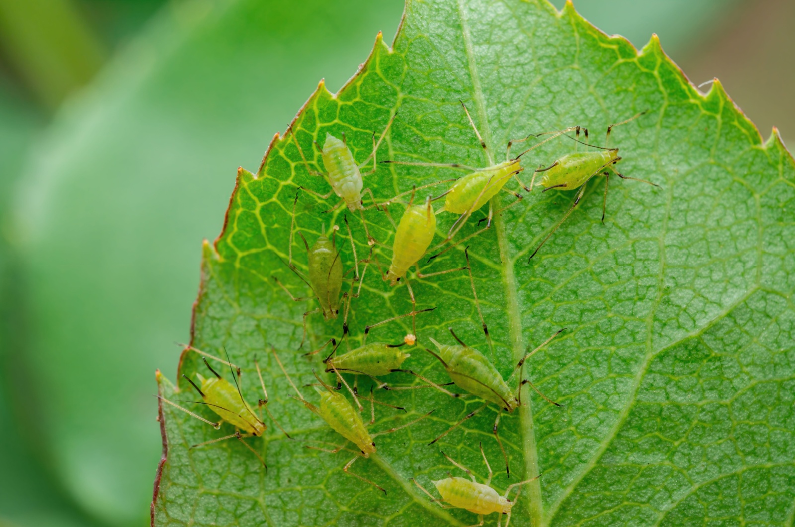 Aphid Colony on Leaf