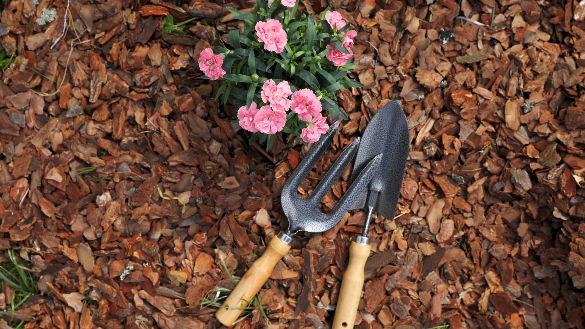 mulch in garden