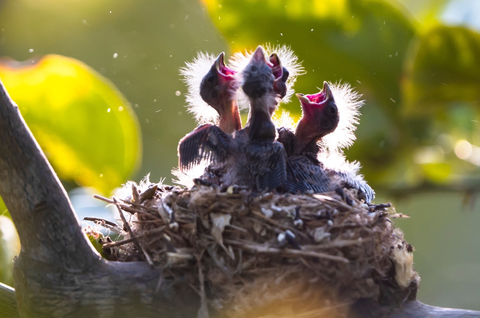 Baby birds in nest