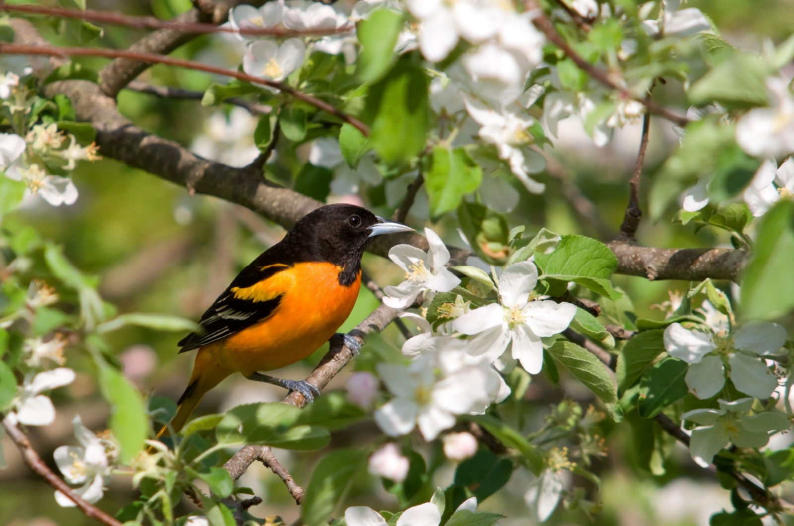 Baltimore Oriole on a tree