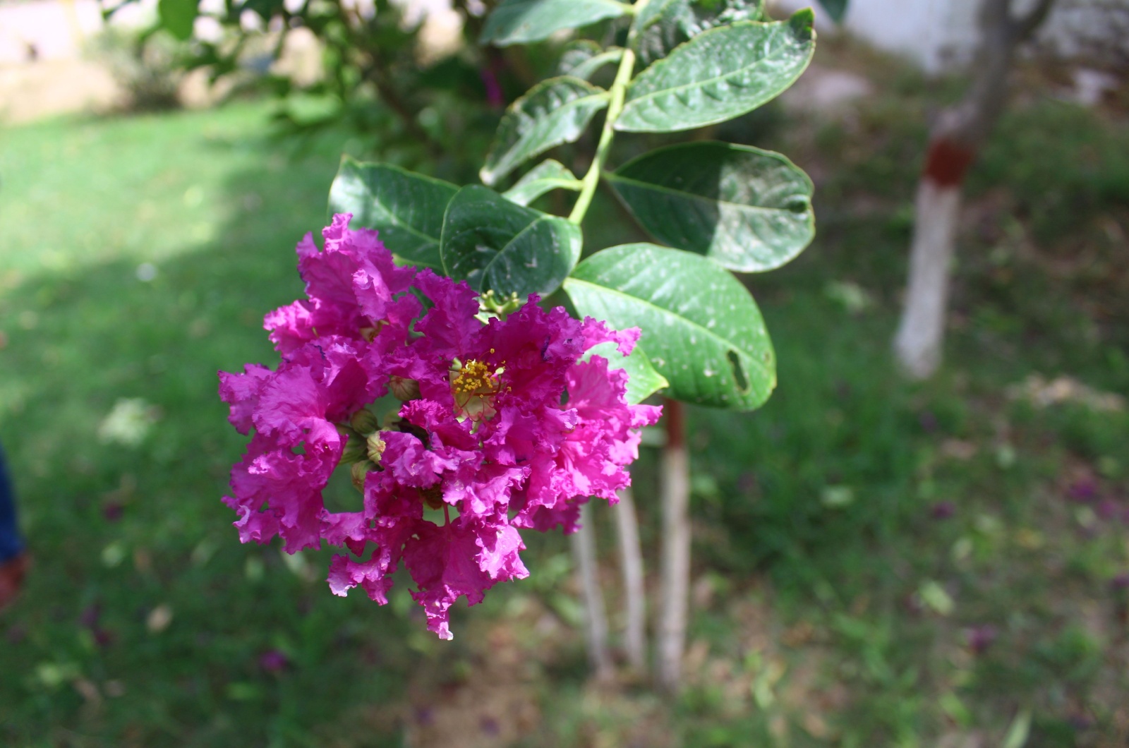 Beautiful Crepe Myrtle