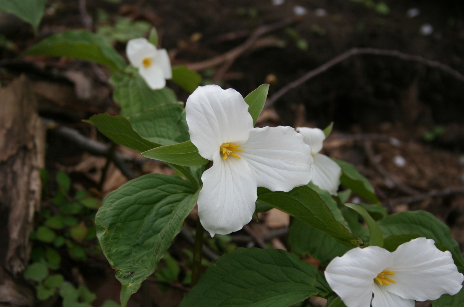 Beautiful White Trillium 