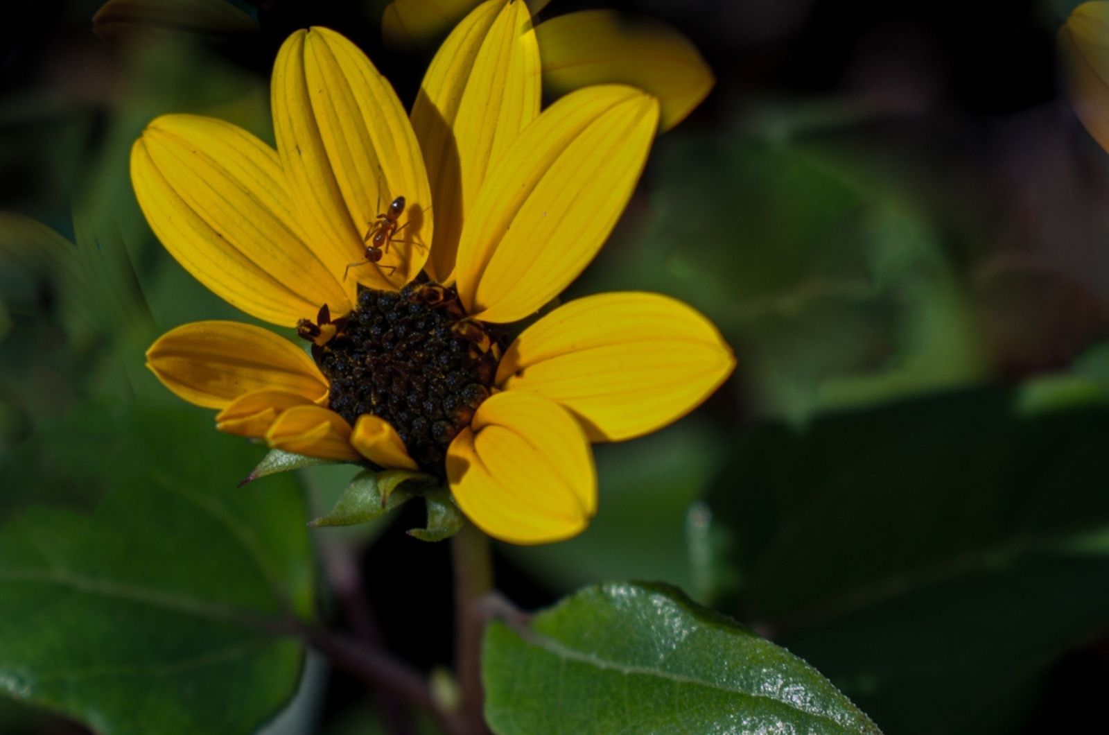 Beautiful yellow Dune sunflower with tiny ant