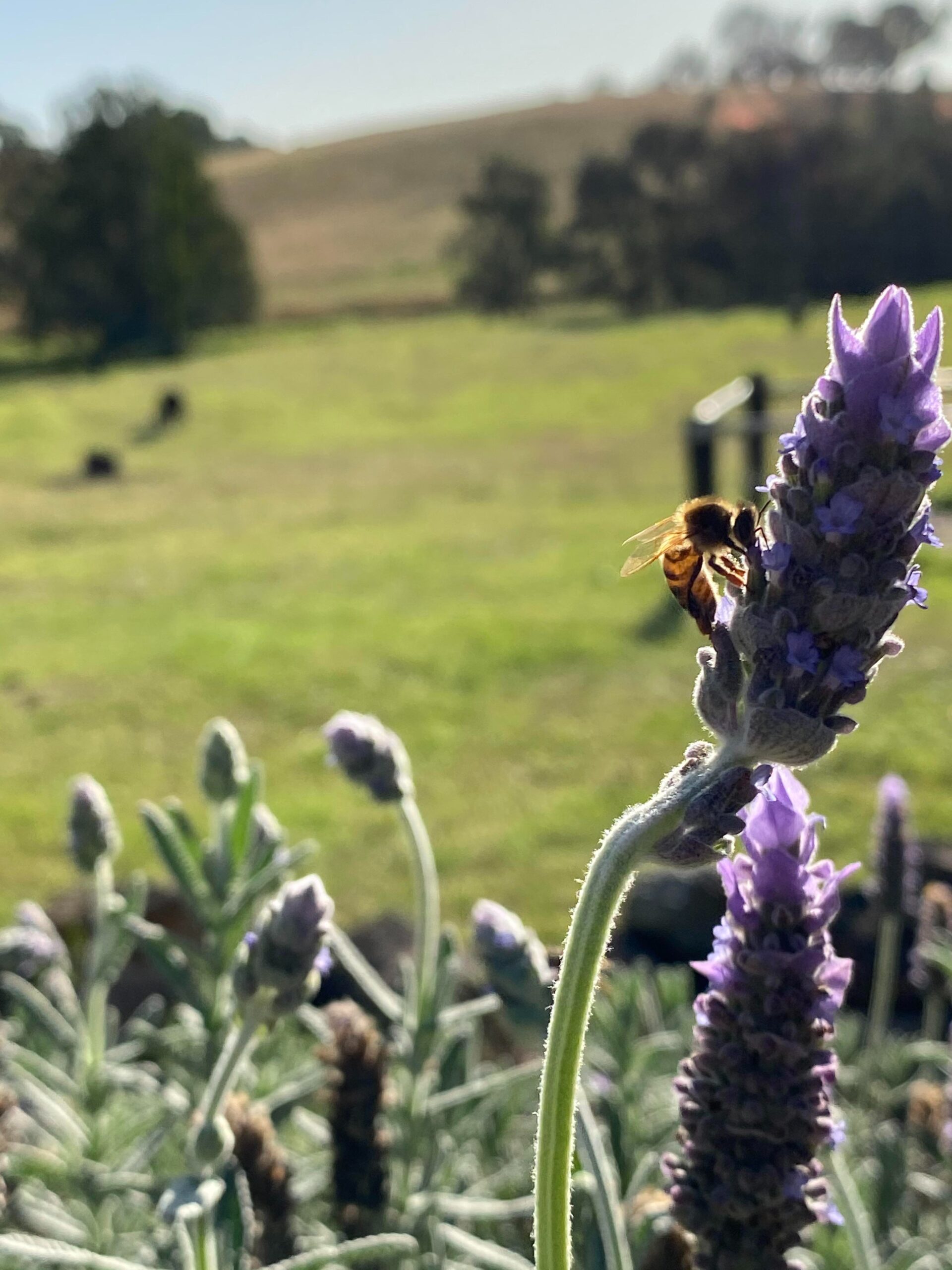 Bee on the lavender