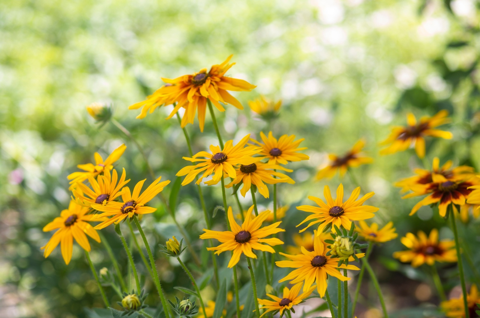 Black-Eyed Susan flowers