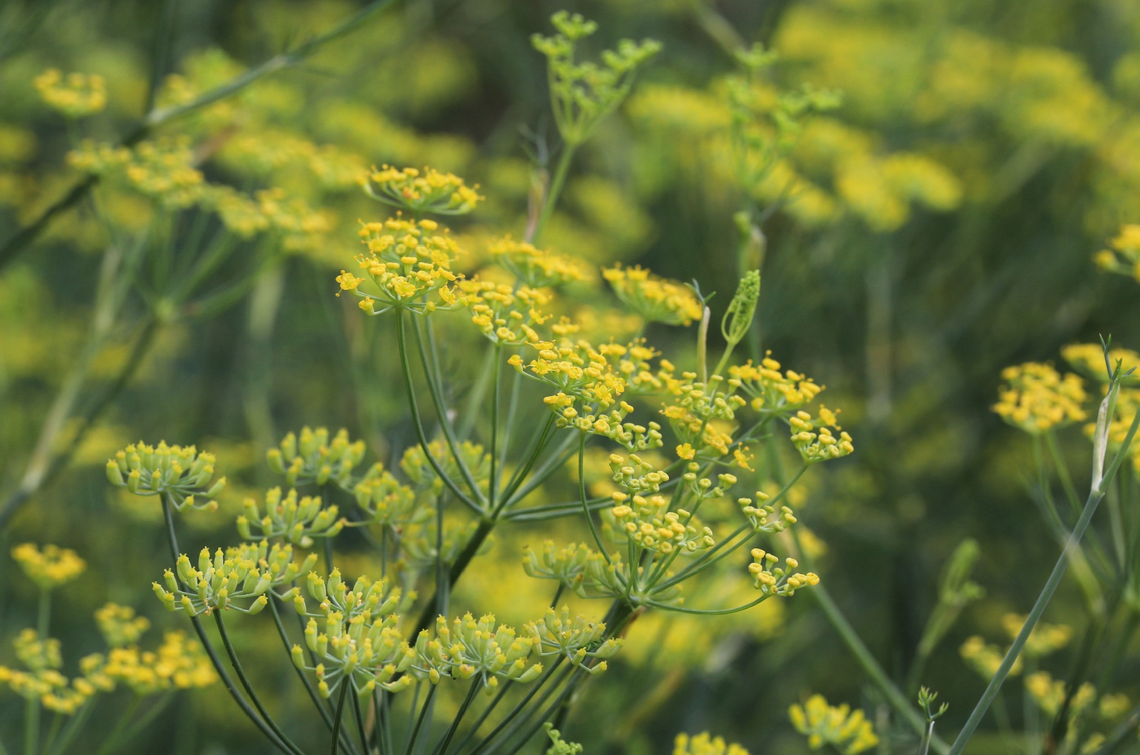 Blooming common fennel