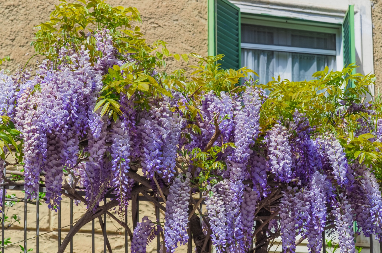 Blooming violet Wisteria