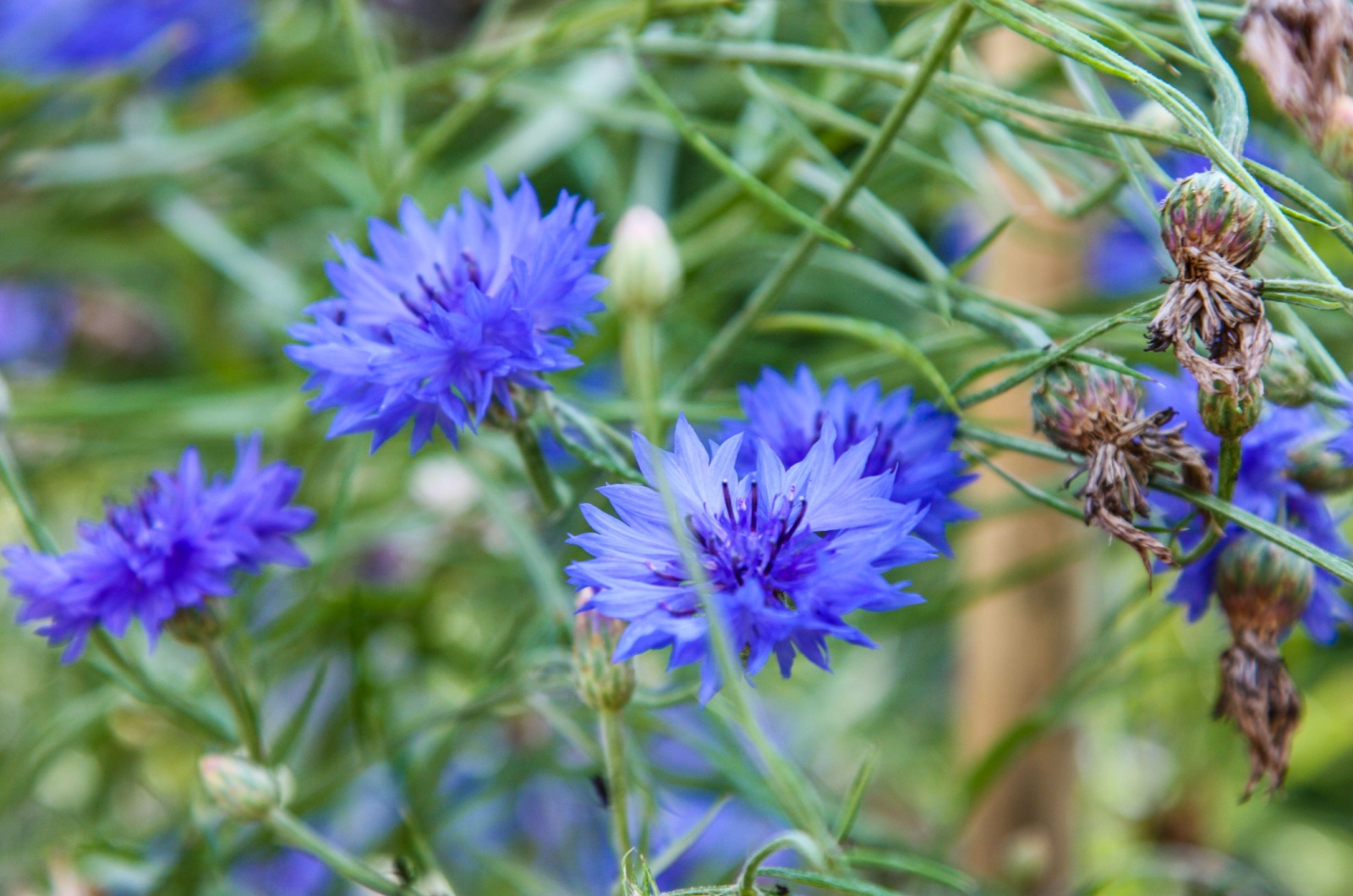 Bouquet of bright blue flowers