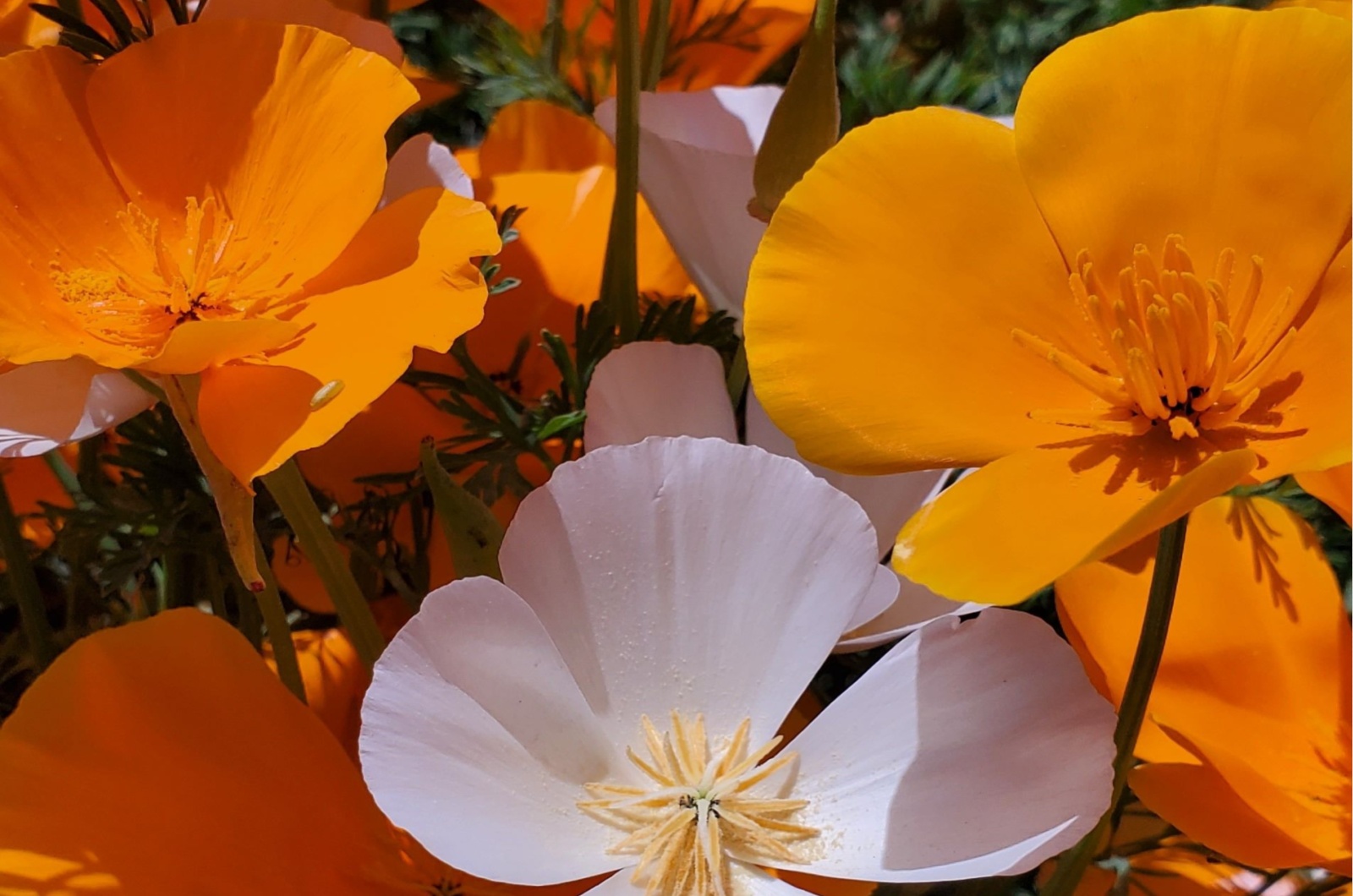 California Poppies