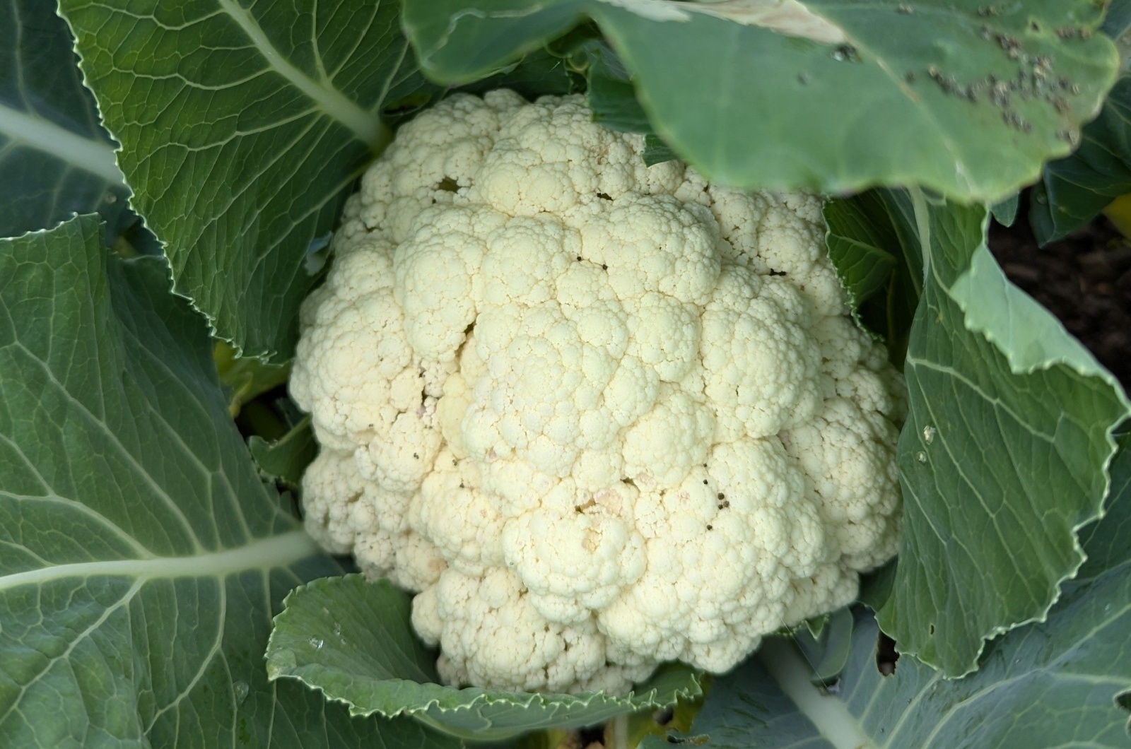 Cauliflower