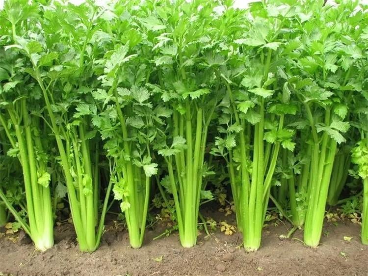 Celery in garden