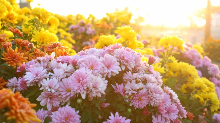 Chrysanthemums