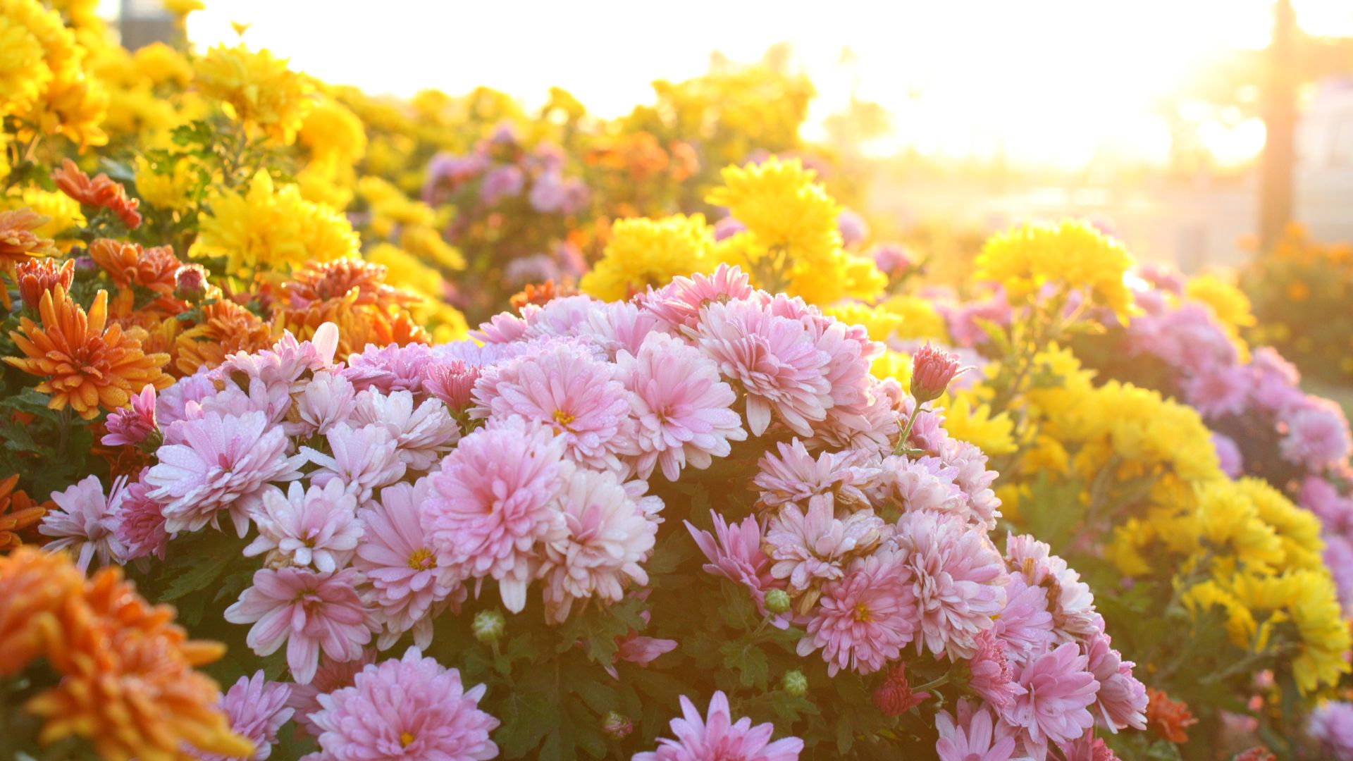 Chrysanthemums Might Last Longer Than You Think (Here’s How To Extend Their Blooms)