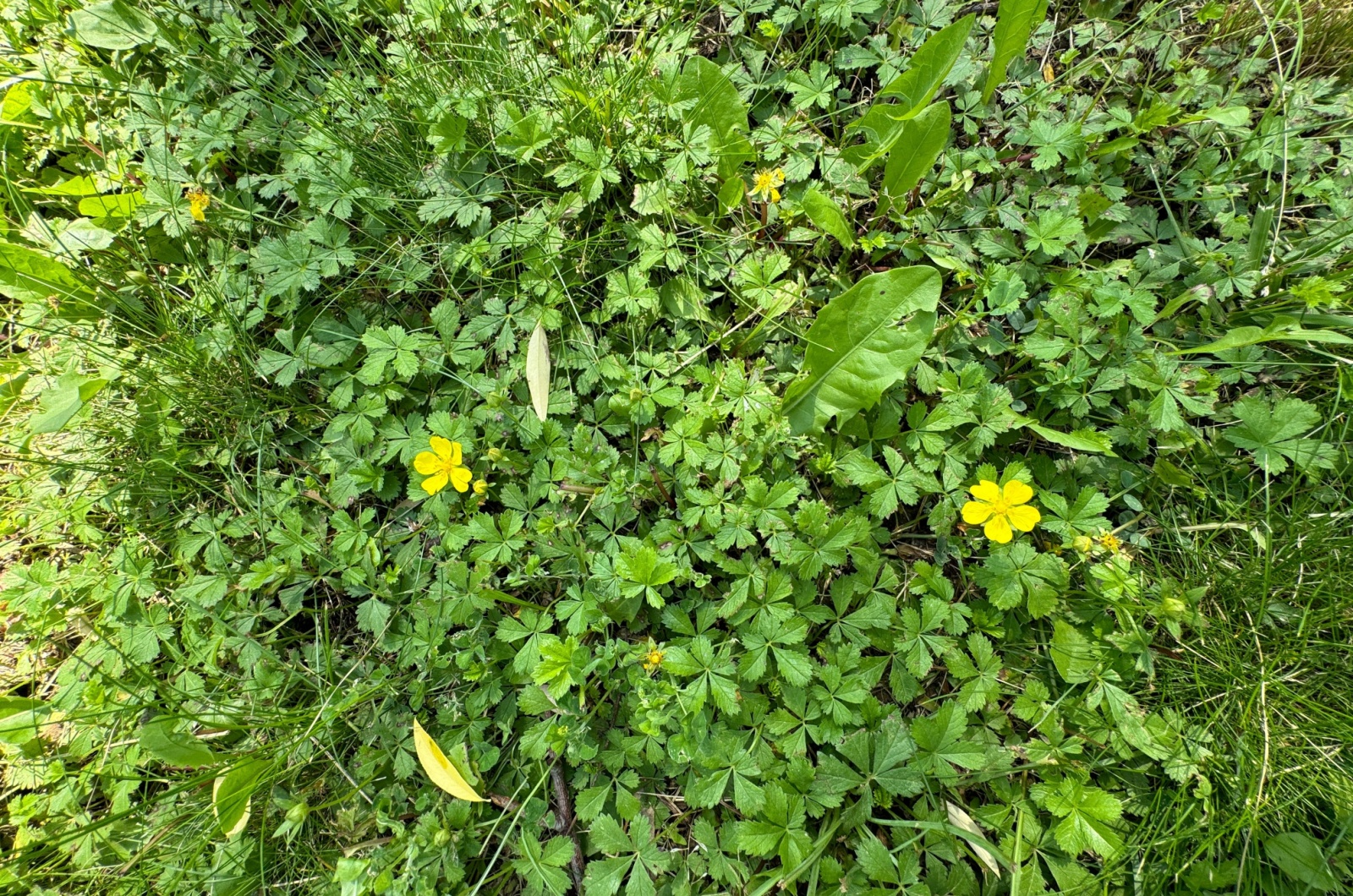 Cinquefoil