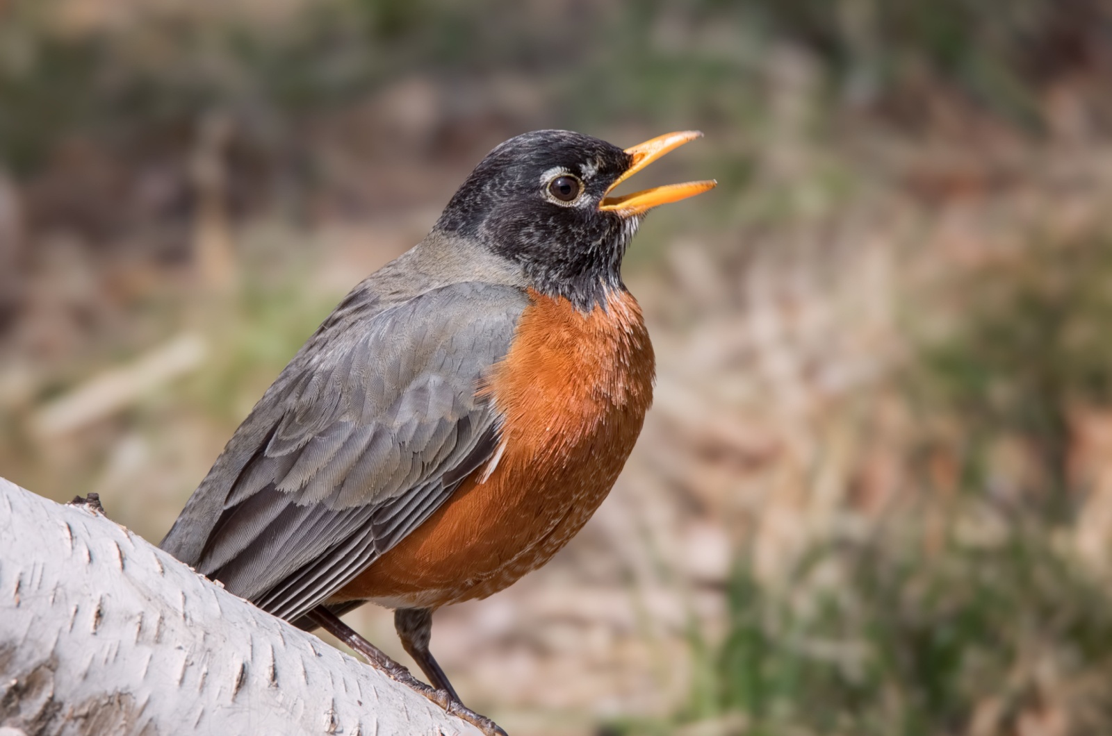 Close up of American Robin bird