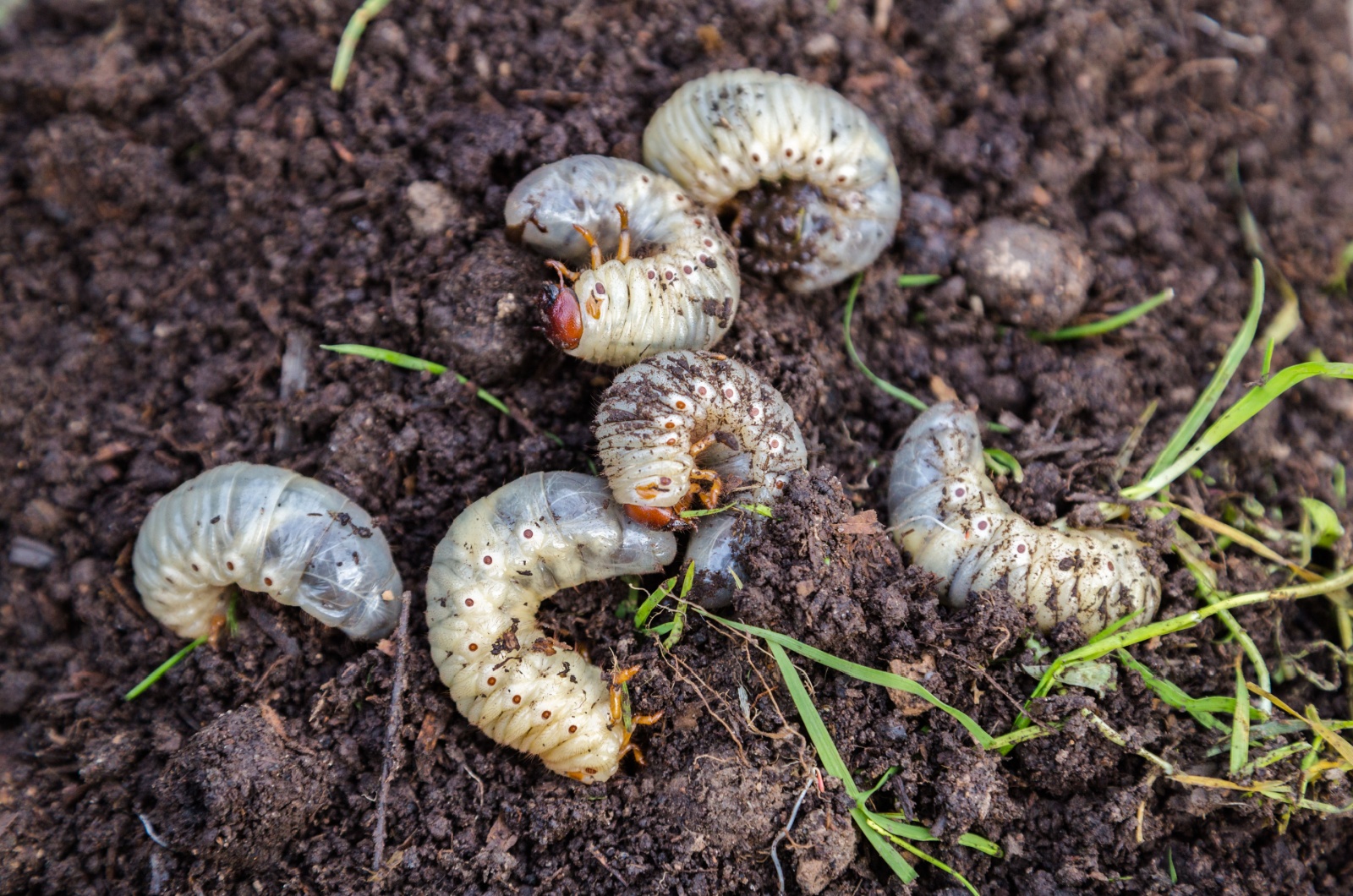 Close up of white grubs burrowing into the soil