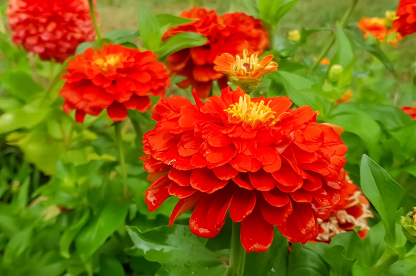 Close up on the red flowers of Zinnia