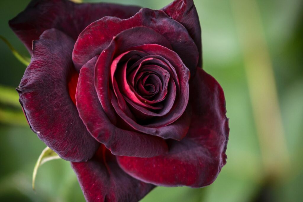 Closeup of dark red rose Black Baccara in garden