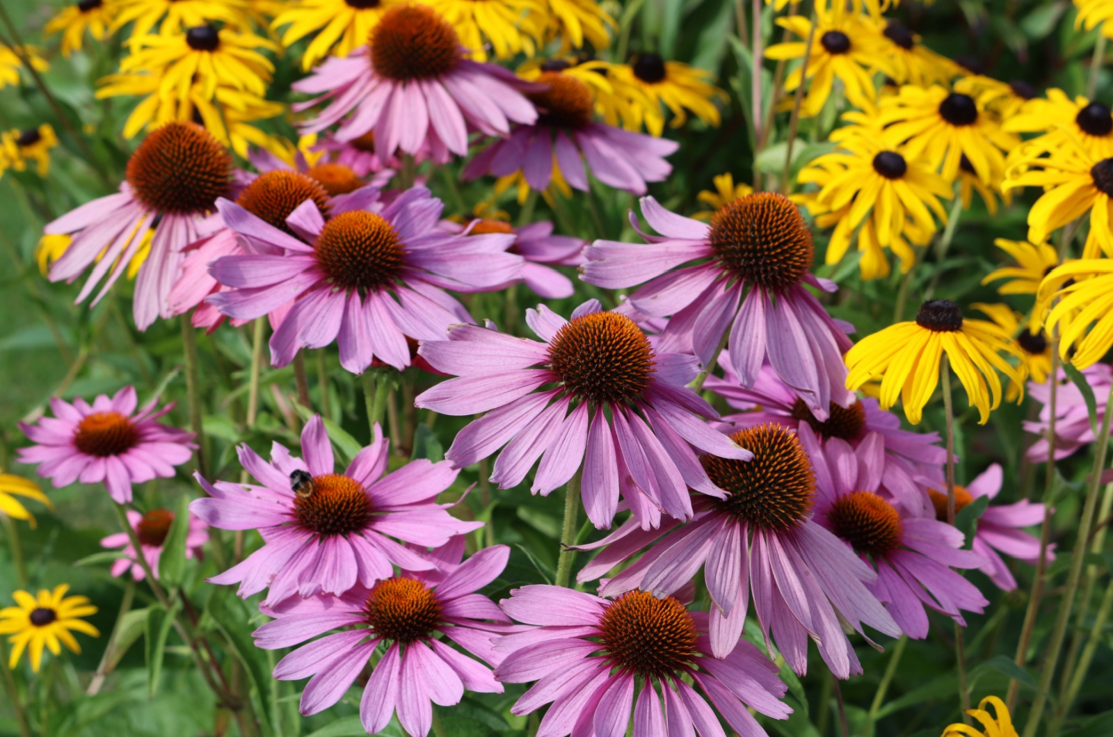 Coneflowers