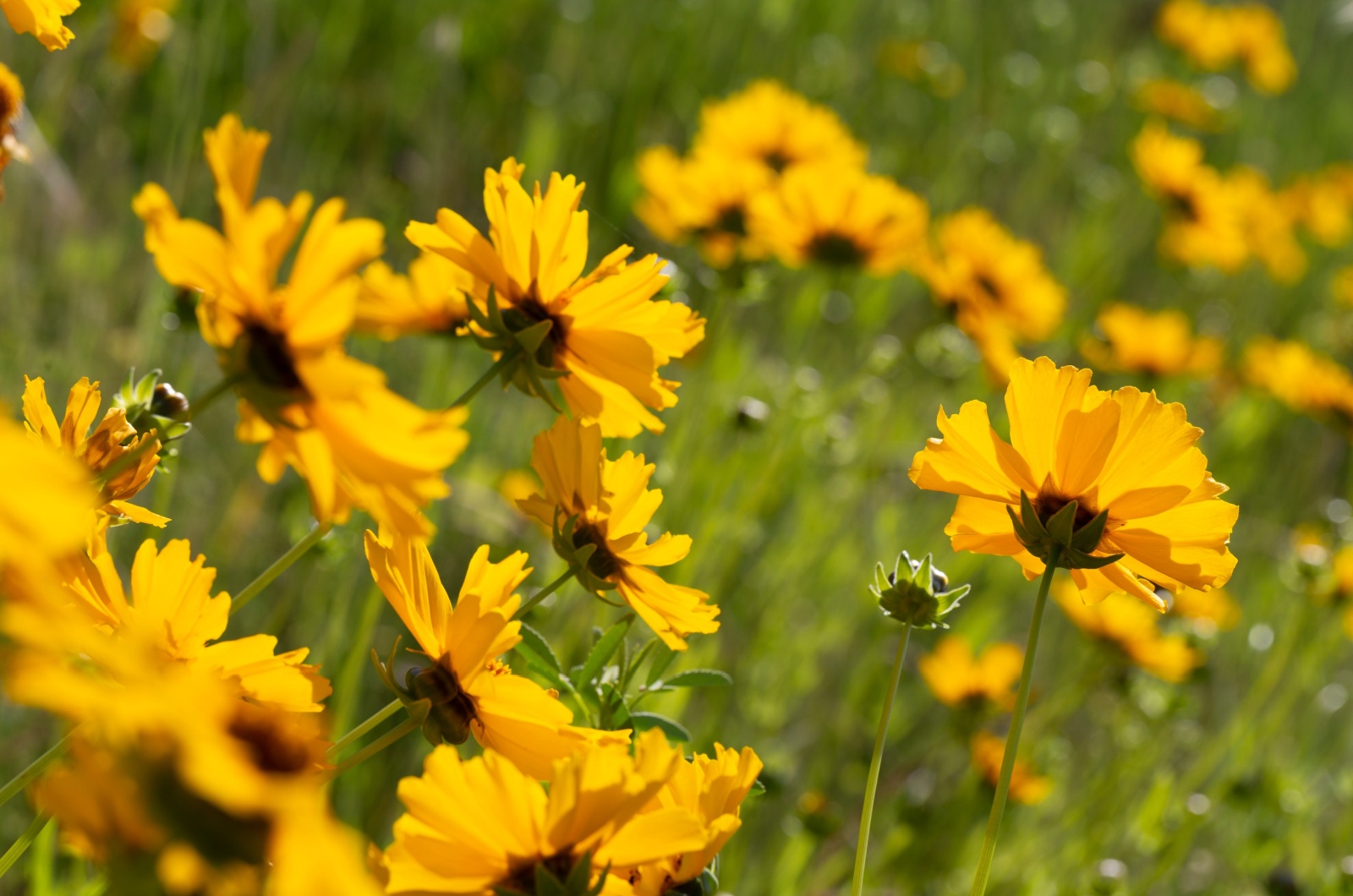 Coreopsis flower in a garden