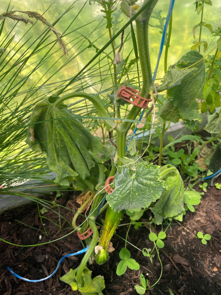 Cucumbers wilting and brown spots