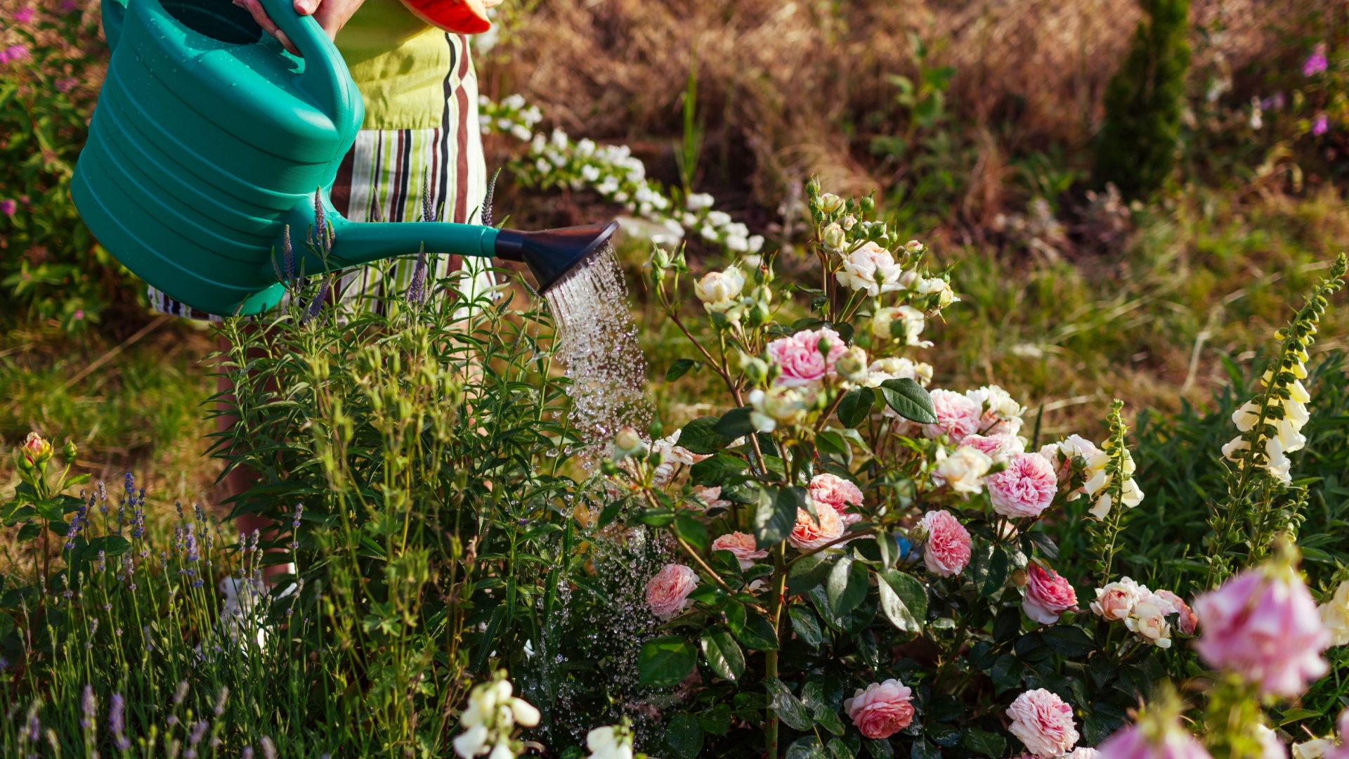 Cut These Flowers At The Bud Stage For Spectacular Blooms