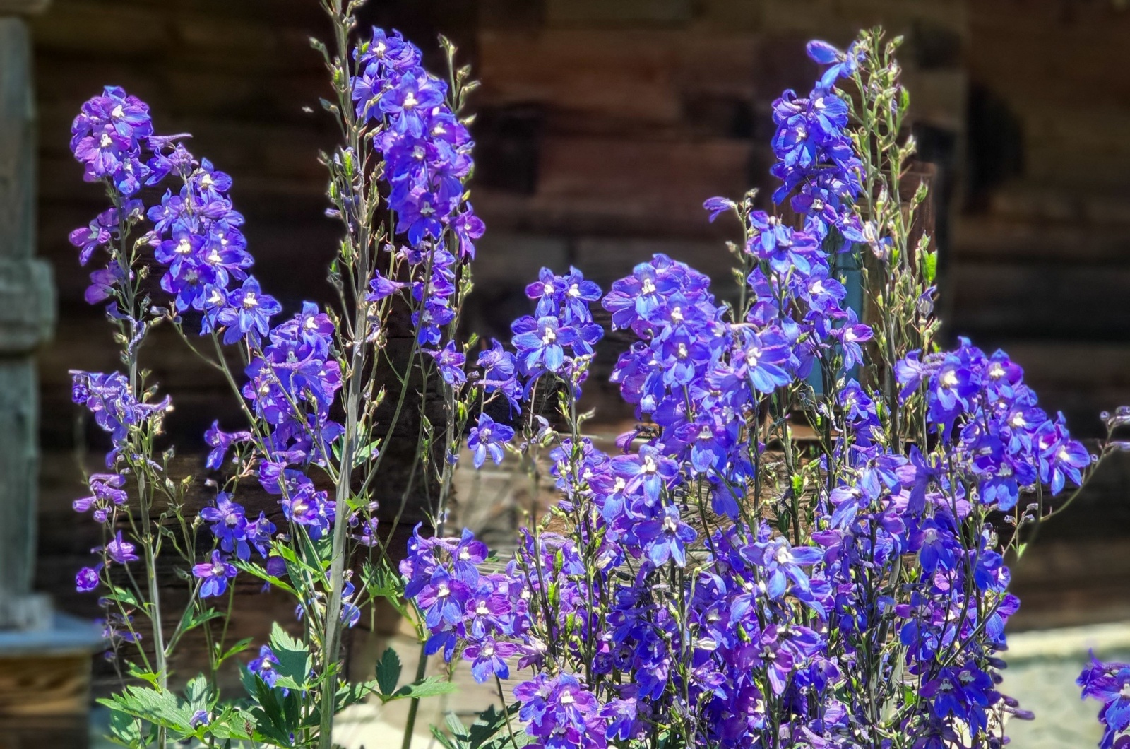 Delphinium elatum