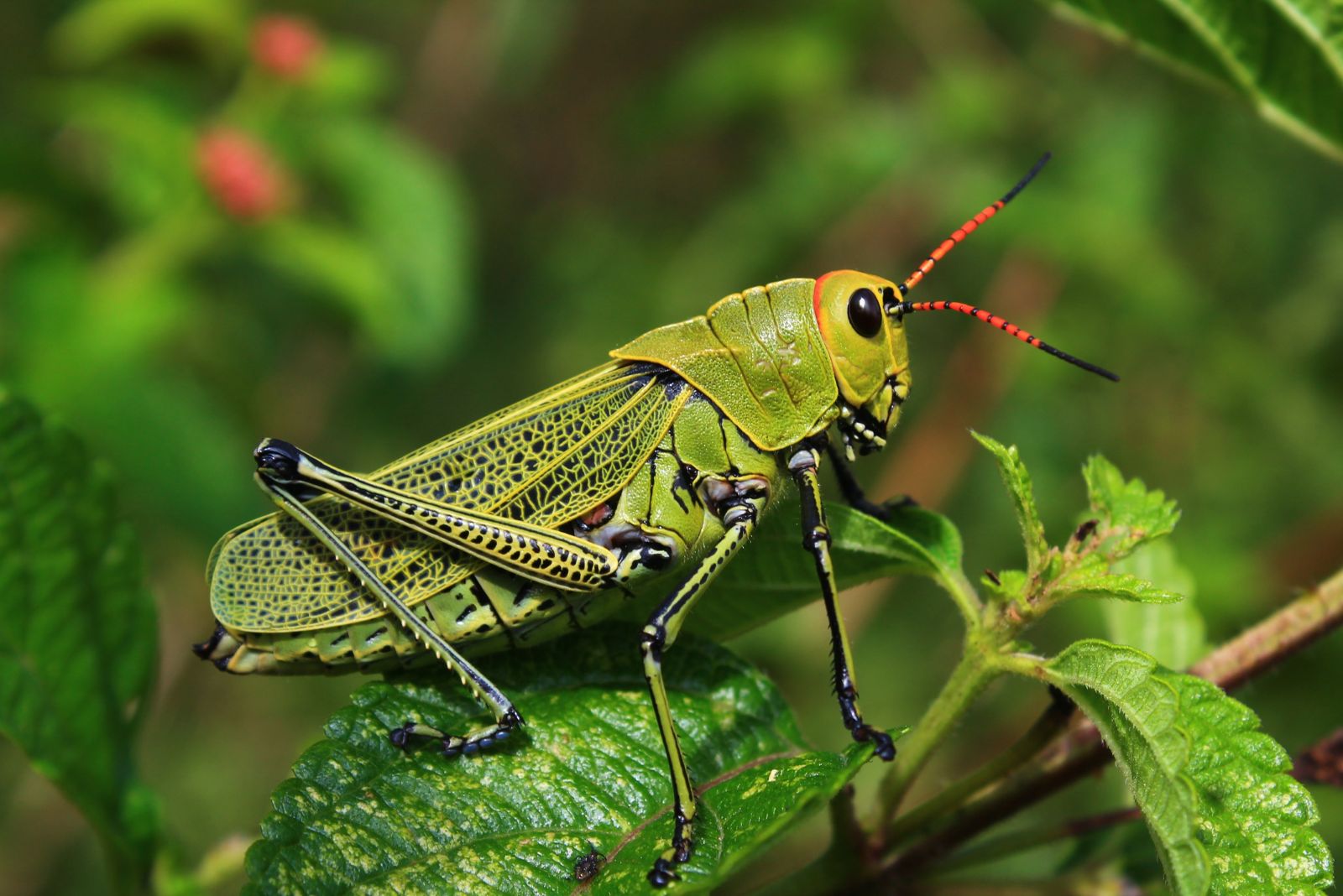 Effective Ways To Keep Grasshoppers From Ruining Your Summer Crops