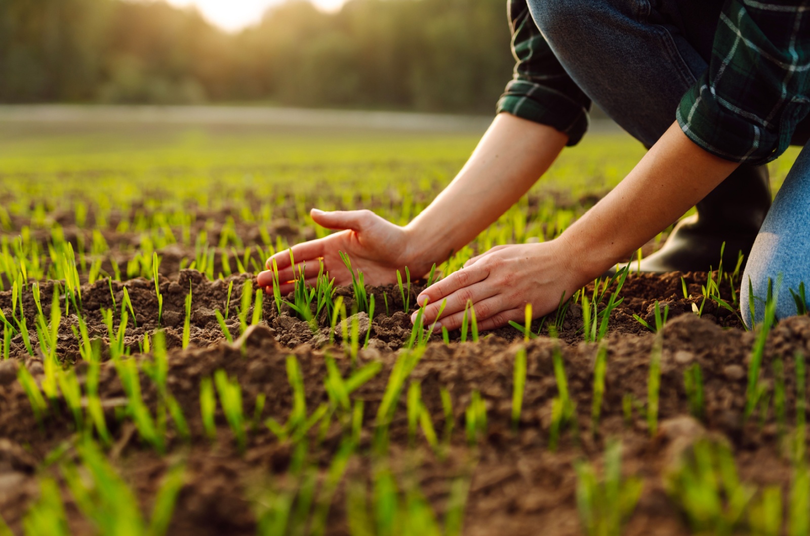 Farmer holds a young green wheat sprouts