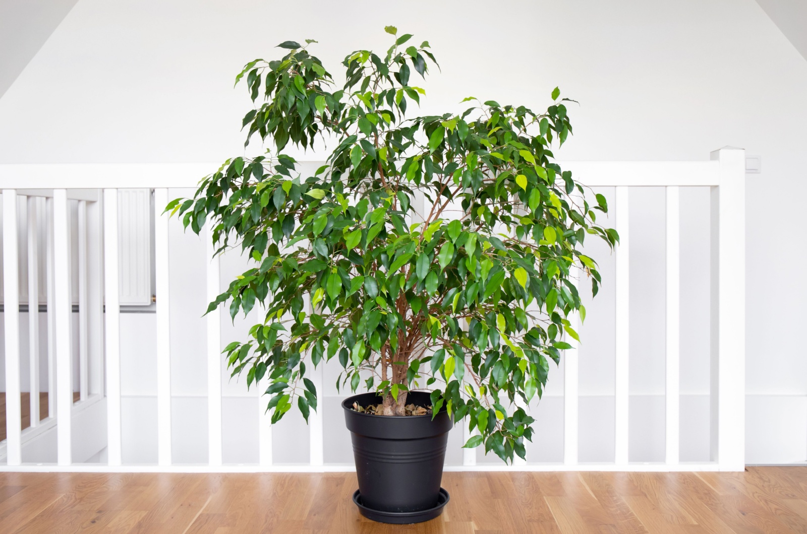 Fig tree in pot